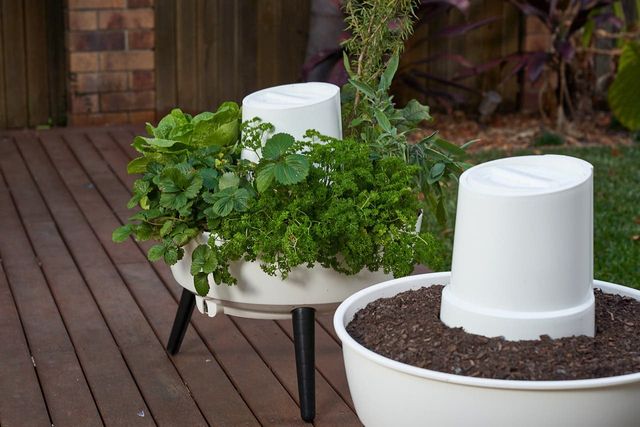 Composta Garden & Wormfarm In One